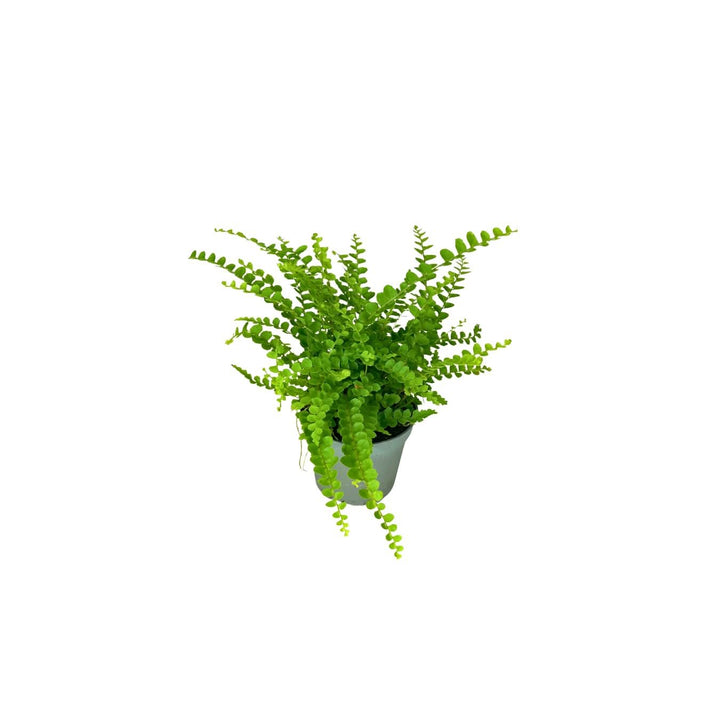 Set Piante Decorative: Verde Elegante e Fittonia Colorata - i Giardini di Giulia