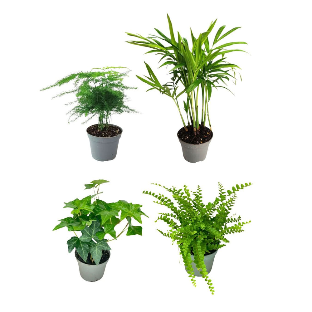 Set Piante Decorative: Verde Elegante e Fittonia Colorata - i Giardini di Giulia