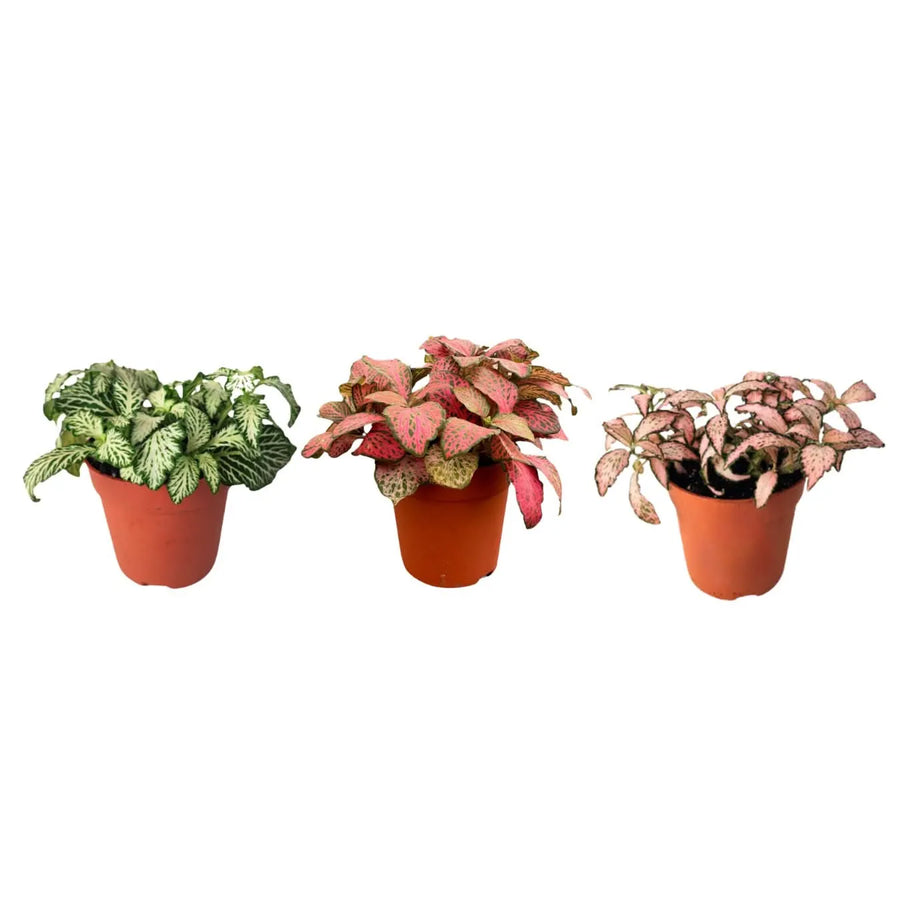 Tre varietà di fittonia con foglie vivaci e venature decorative. Perfette per aggiungere un tocco di colore a composizioni green e terrari creativi.


