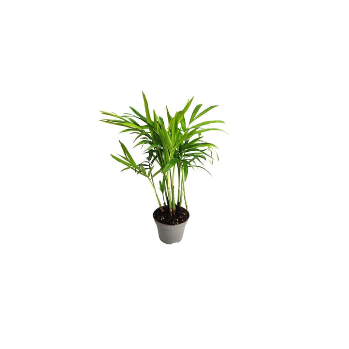 Set Piante Decorative: Verde Elegante e Fittonia Colorata - i Giardini di Giulia