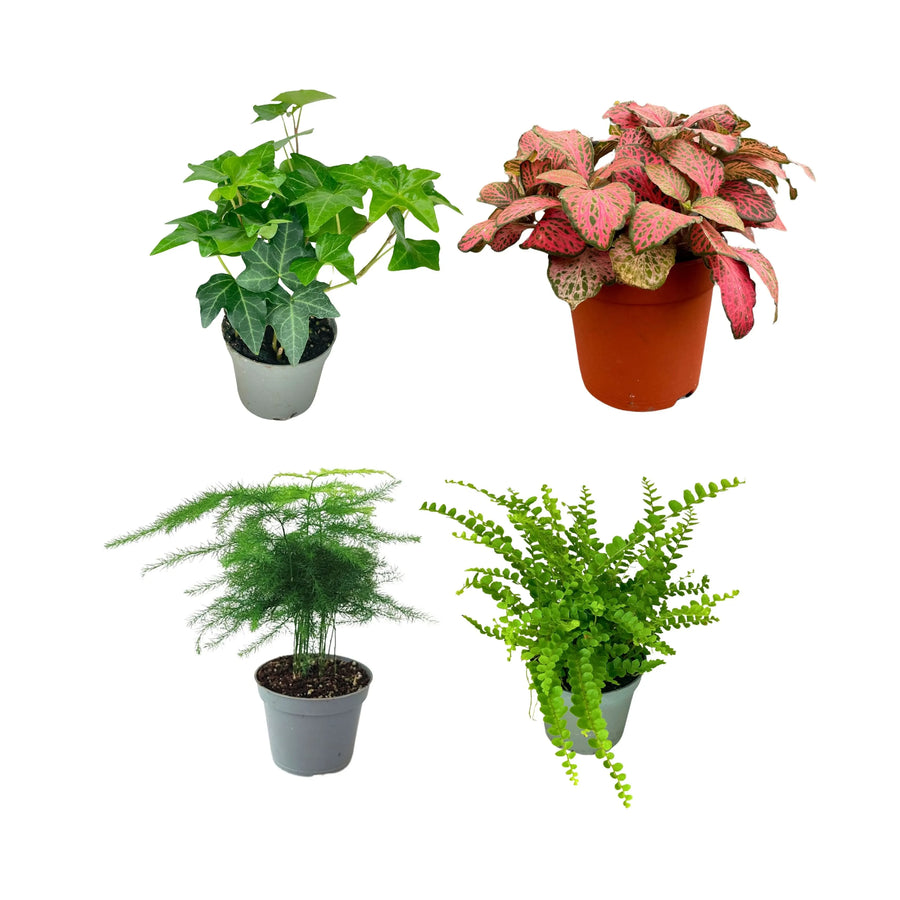 Set piante mix per terrarium – Edera, Fittonia rossa, Asparagus e Felce in vaso, ideali per composizioni verdi fai-da-te e terrari da interno