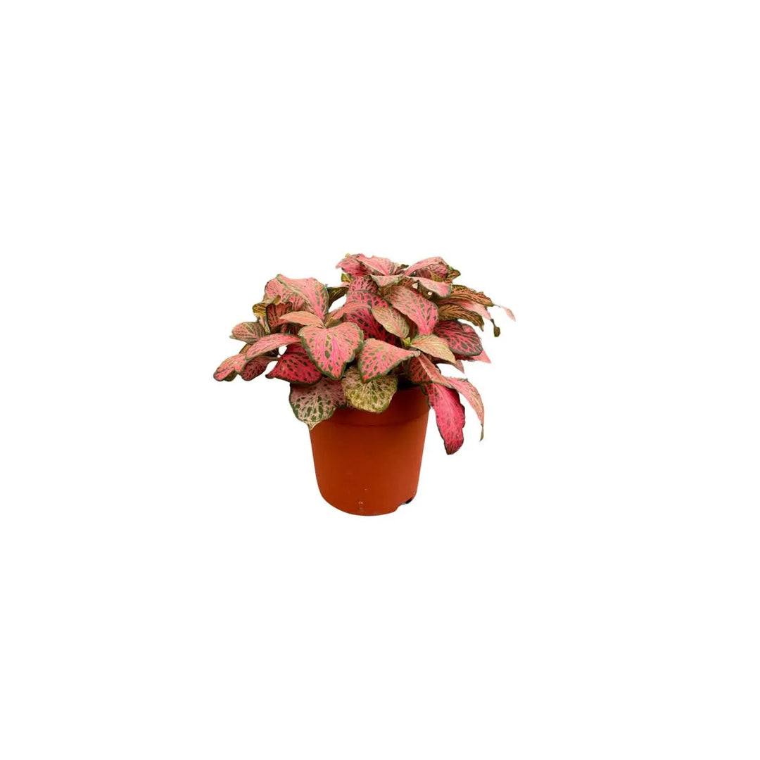 Fittonia rossa in vaso – Pianta ornamentale con foglie venate per terrarium fai-da-te e decorazioni da interno