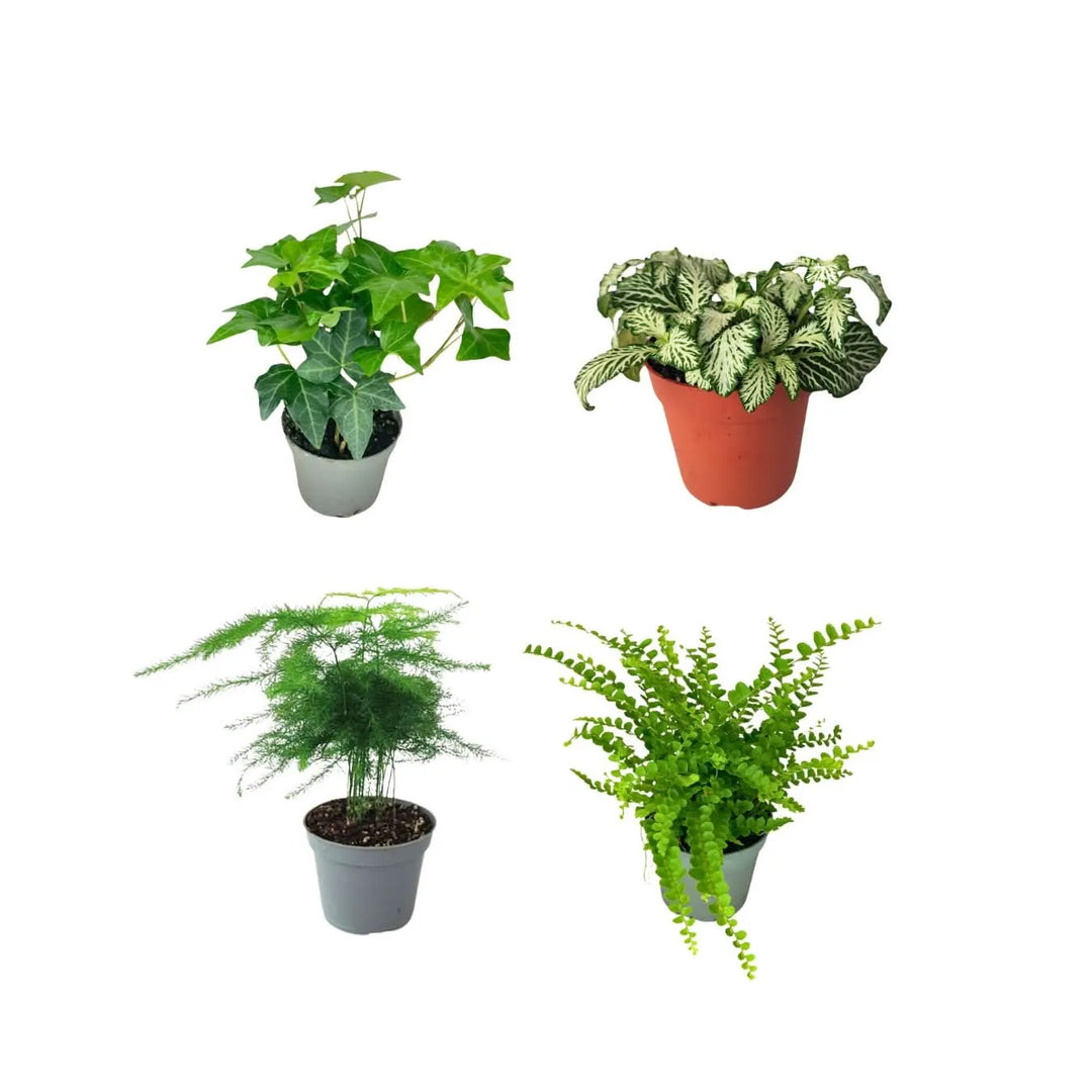 Set di 4 mini piante per terrarium – Edera, Fittonia bianca, Asparagus e Felce in vaso, ideali per creare composizioni verdi fai-da-te da interno