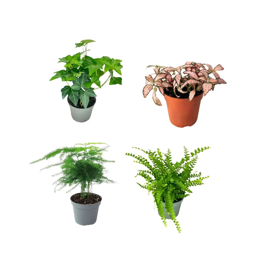 Set di 4 piantine per terrarium con Edera, Fittonia rosa, Asparagus e Felce – piante compatte ideali per composizioni verdi da interno fai-da-te