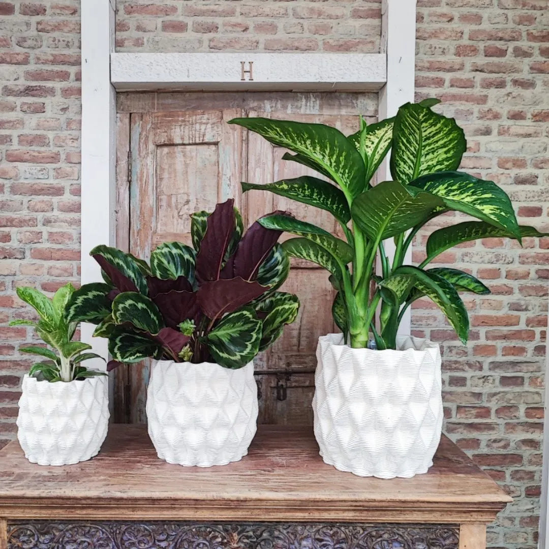 Set vasi Rua Terra&Sole con piante da interno in esposizione su mobile rustico