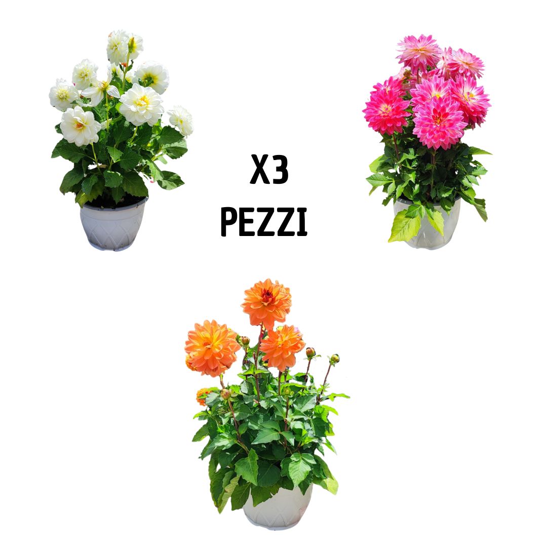 Set da 3 piante vere di Dalia in vaso bianco – fiori ornamentali da esterno nei colori bianco, rosa fucsia e arancio.