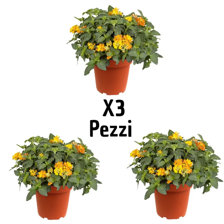 Set 3 Lantana cespuglio vaso 17 cm, piante da esterno con infiorescenze arancioni e gialle decorative

