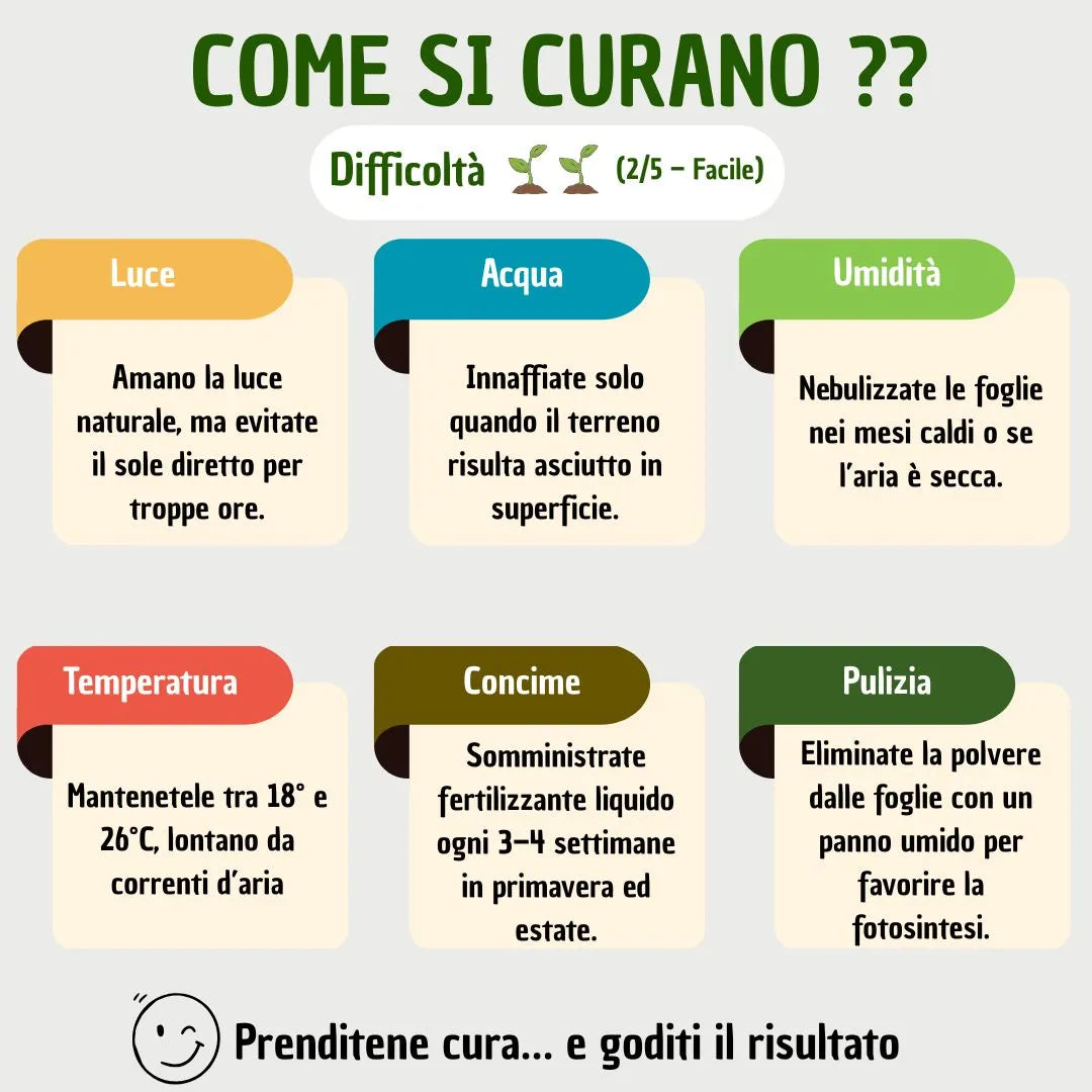 Infografica con consigli di cura: luce naturale, irrigazione solo a terreno asciutto, umidità tramite nebulizzazione, fertilizzante ogni 3–4 settimane, pulizia con panno umido, temperatura tra 18–26°C. Difficoltà: facile (2/5).