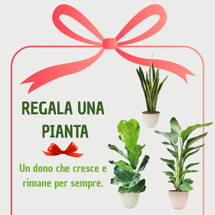 Tre piante del set in una confezione regalo simbolica con fiocco rosa e scritta "Regala una pianta – Un dono che cresce e rimane per sempre