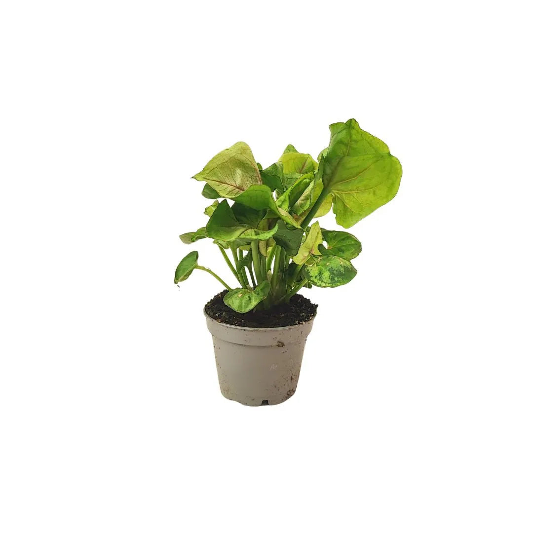 piccola piantina di Syngonium posta in un vasetto di vcolore grigio 