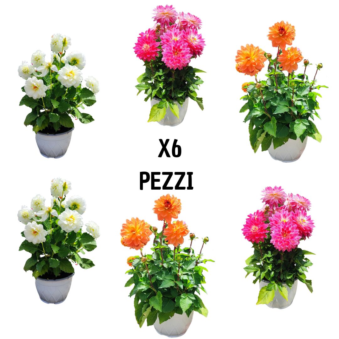 Set da 6 piante vere di Dalia in vaso decorativo bianco – fioriture miste bianche, rosa e arancioni per esterni.
