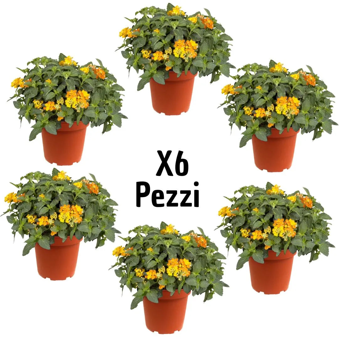 Set 6 piante di Lantana cespuglio vaso 17 cm, pianta da esterno con fiori gialli e arancio a lunga fioritura

