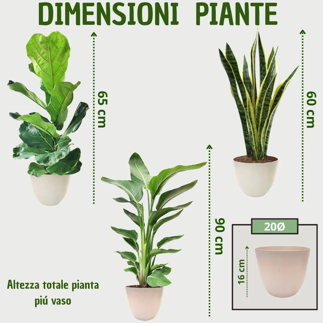 Tre piante d'appartamento in vaso avorio: Ficus lyrata alto 65 cm, Strelitzia nicolai 90 cm, Sansevieria 60 cm. Vaso in plastica riciclata, diametro 20 cm e altezza 16 cm.