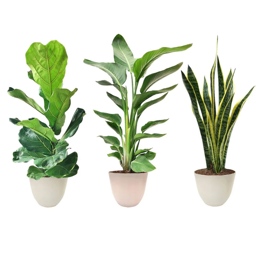 Tre piante da interno su sfondo bianco: Ficus lyrata, Strelitzia nicolai e Sansevieria, ciascuna in vaso avorio con terriccio.