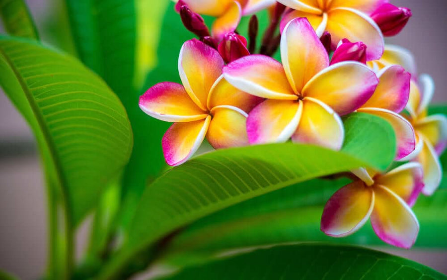 Fiori di plumeria di colorazioni e sfumature sul bianco, rosa, viola, bianco