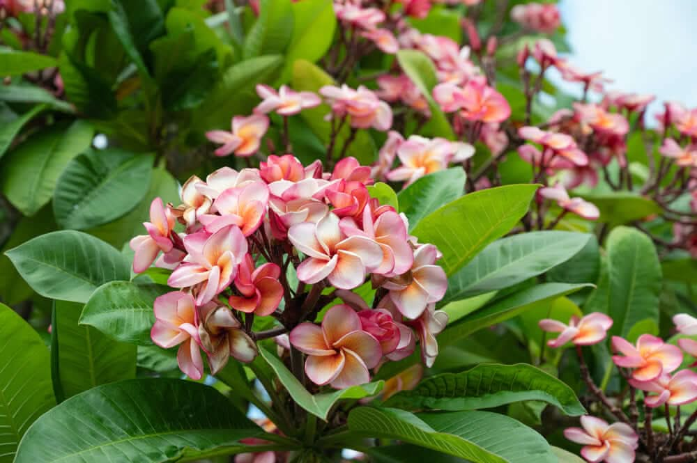 Fiori di plumeria di colorazioni e sfumature sul bianco, rosa antico e giallo