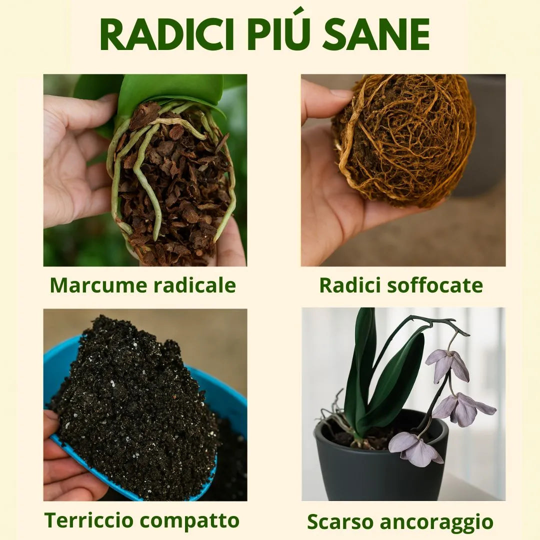 Grafica comparativa con esempi di problemi radicali comuni nelle orchidee: marciume radicale, radici soffocate, terriccio compatto e scarso ancoraggio.