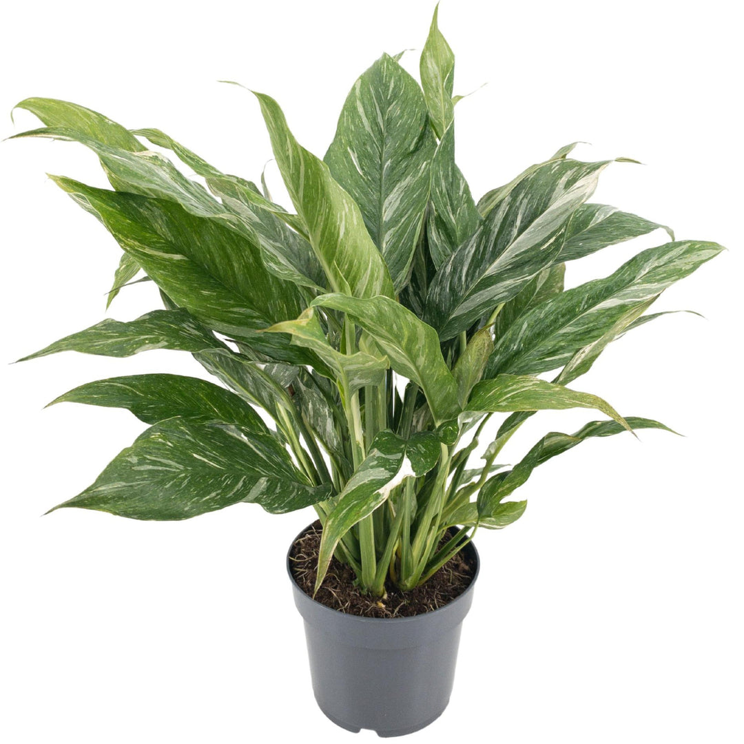 Spathiphyllum Diamond D. 14 cm H. 55 cm - i Giardini di Giulia