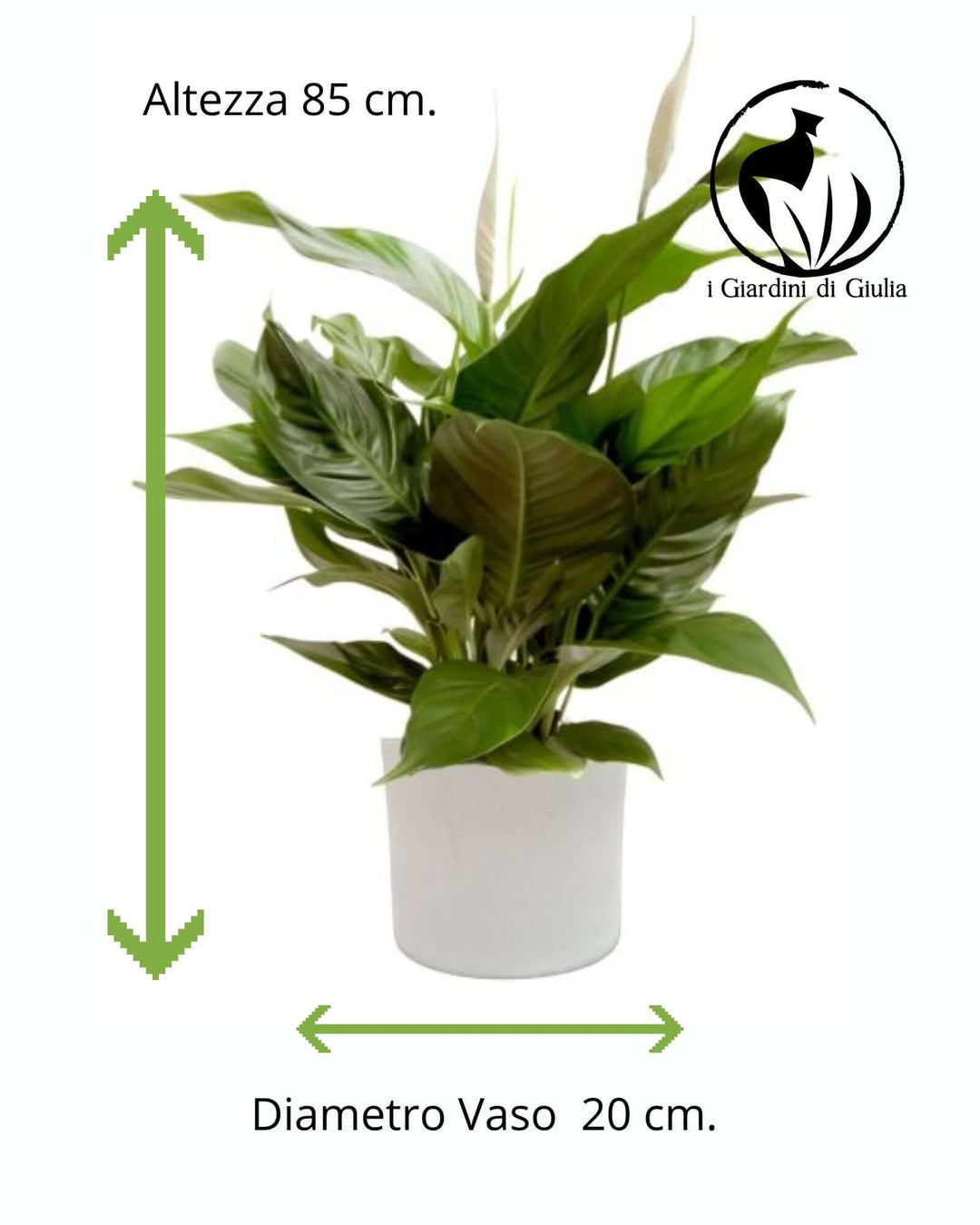 Spathiphyllum o Spatafillo in Vaso ceramica elegante - i Giardini di Giulia