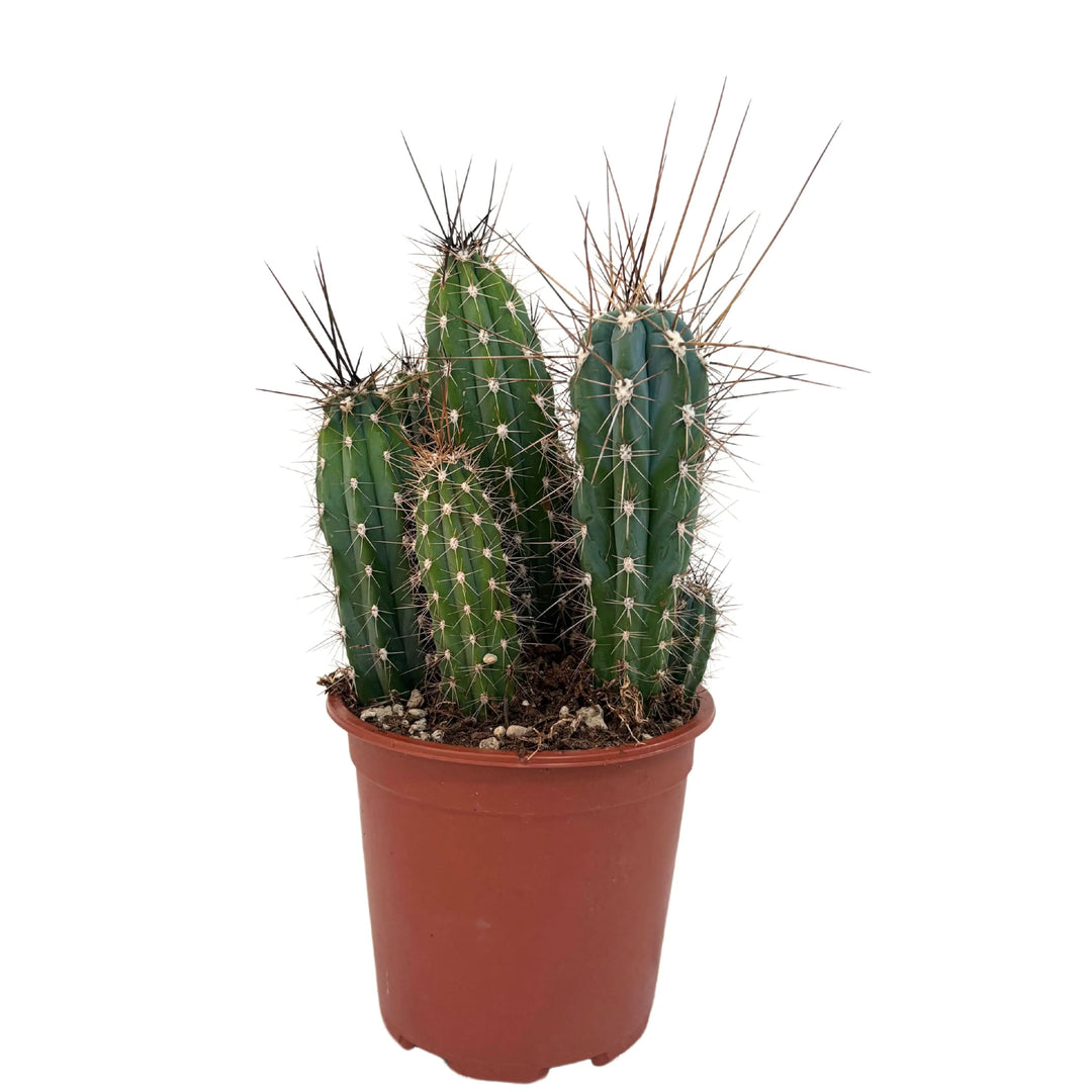 Stetsonia Coryne H. 33 cm D. 17 cm - i Giardini di Giulia