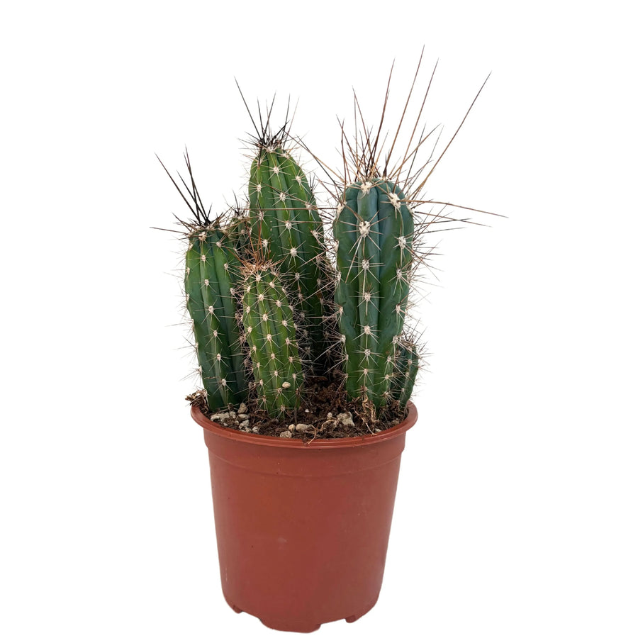 Stetsonia Coryne H. 33 cm D. 17 cm - i Giardini di Giulia