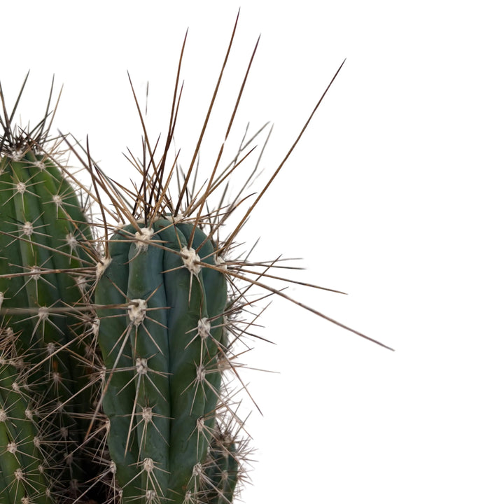 Stetsonia Coryne H. 33 cm D. 17 cm - i Giardini di Giulia