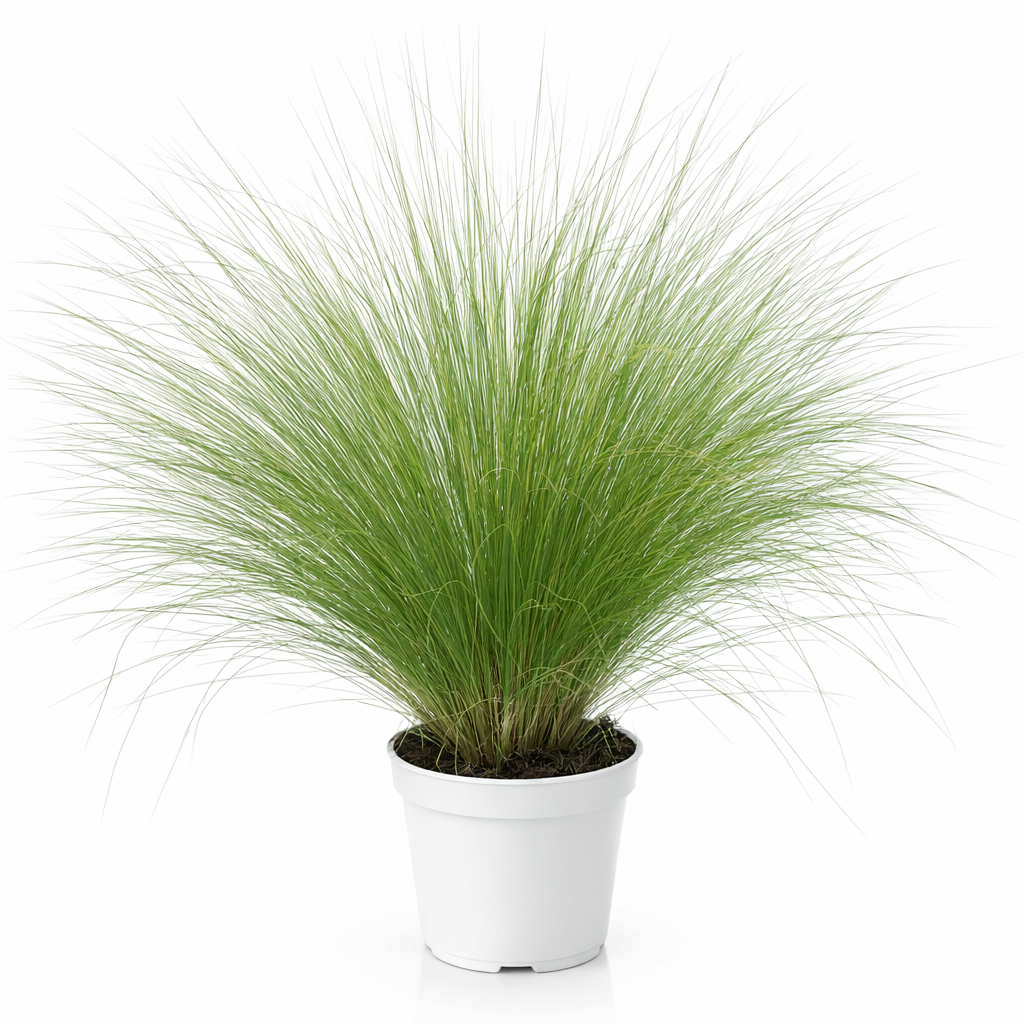 Stipa Tenuissima - erba delle piume in vaso bianco, ideale per giardini moderni