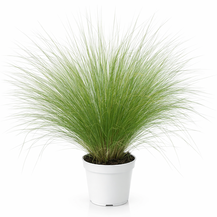 Stipa Tenuissima - erba delle piume in vaso bianco, ideale per giardini moderni