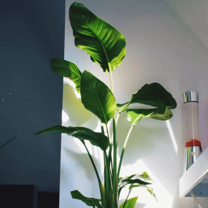 Luce naturale su Strelitzia Nicolai in ambiente domestico moderno

