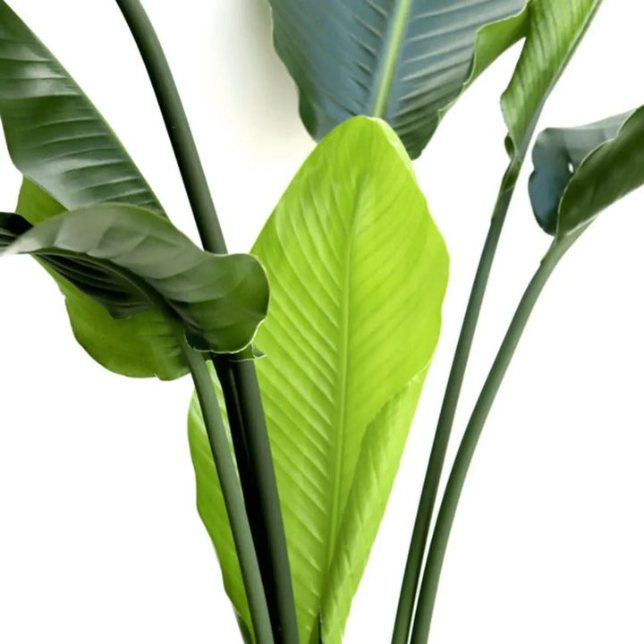 Dettaglio delle foglie grandi e verdi della Strelitzia Nicolai

