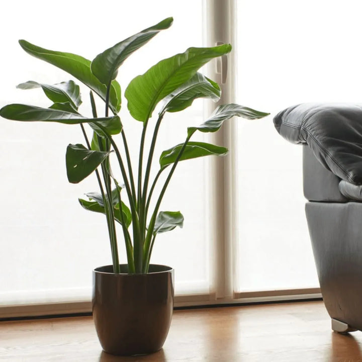 Strelitzia Nicolai posizionata vicino a una finestra in salotto

