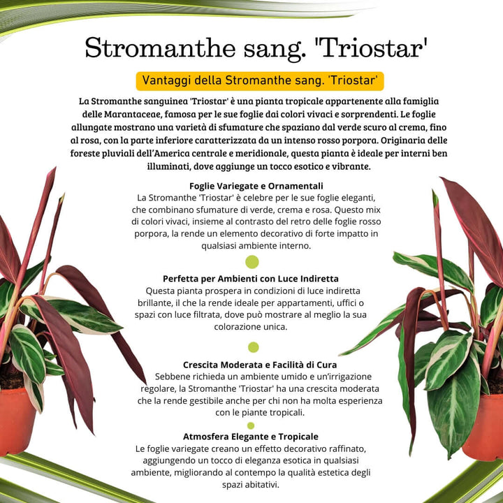 Stromanthe sang. Triostar altezza pianta 40 cm diametro vaso 14 cm - i Giardini di Giulia