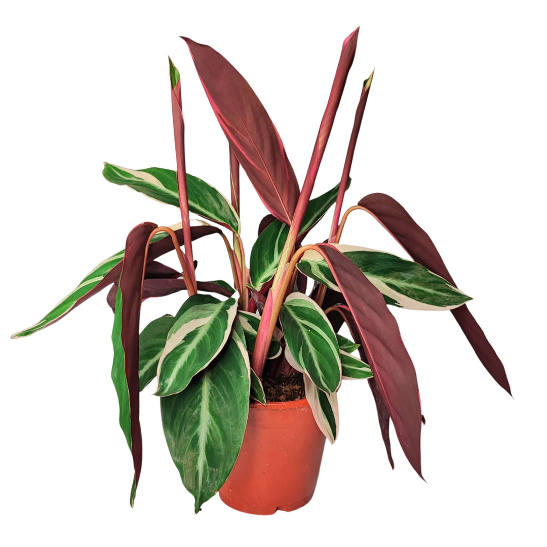 Stromanthe sang. Triostar altezza pianta 40 cm diametro vaso 14 cm - i Giardini di Giulia