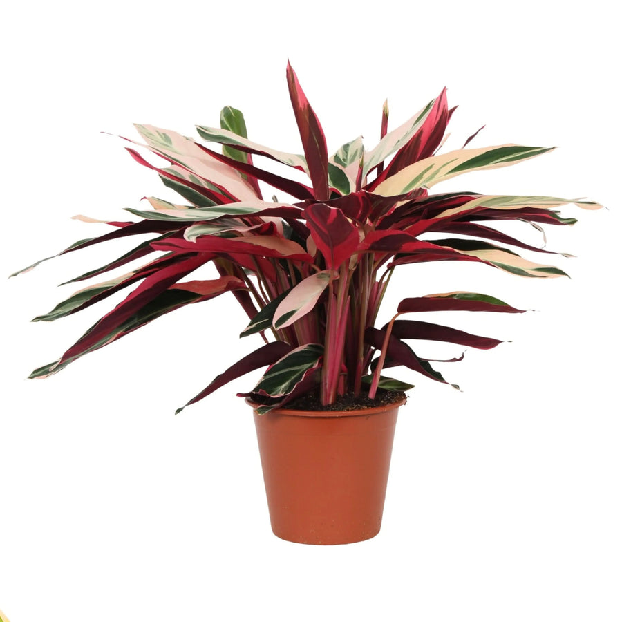 Pianta Stromanthe Triostar in vaso da 19 cm vista frontale

