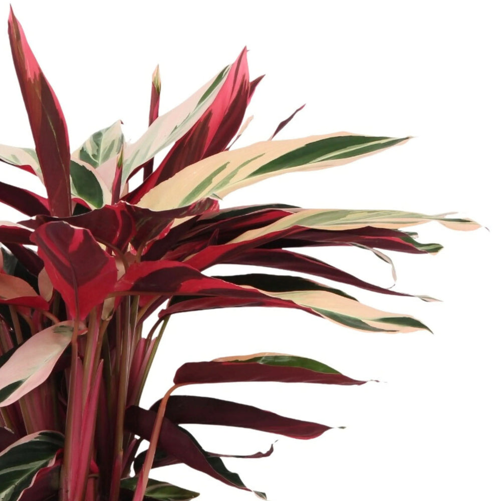 Dettaglio foglie variegate della Stromanthe Triostar

