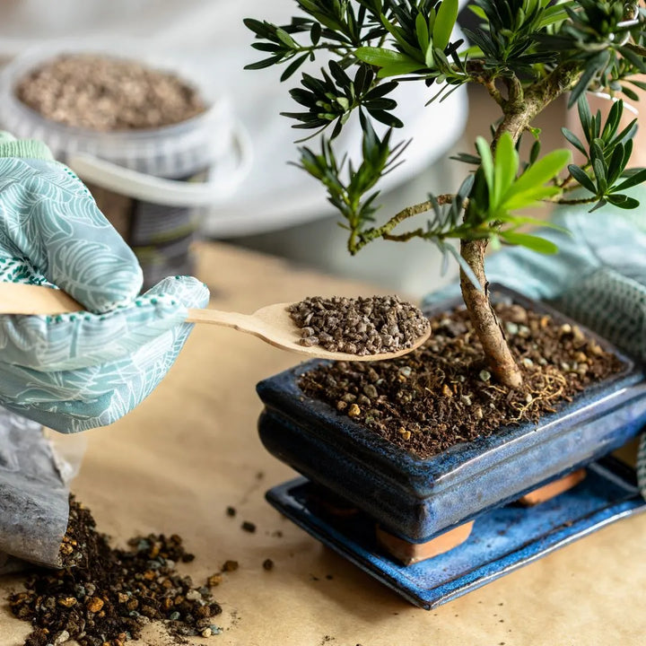 Mano con guanto che applica substrato Terrabonsai su bonsai in vaso smaltato blu

