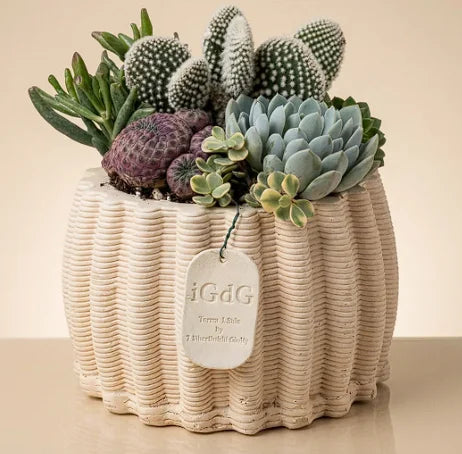 Succulente piante grasse in vaso ceramica bomboniera battesimo
