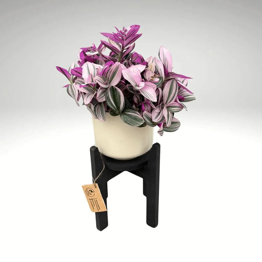 Supporto elegante Nero per Piante H.30 cm - i Giardini di Giulia