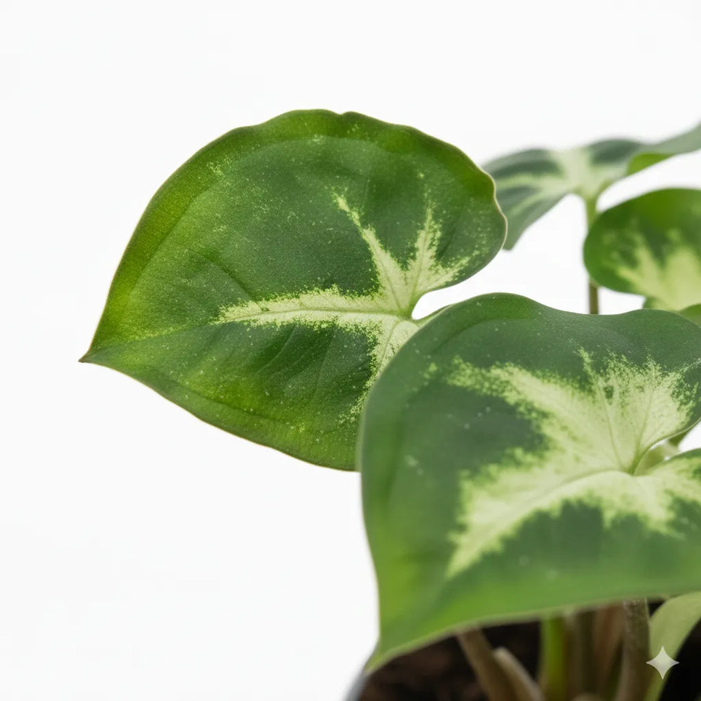 Dettaglio foglie di syngonium variegato verde con variegatura crema su sfondo bianco