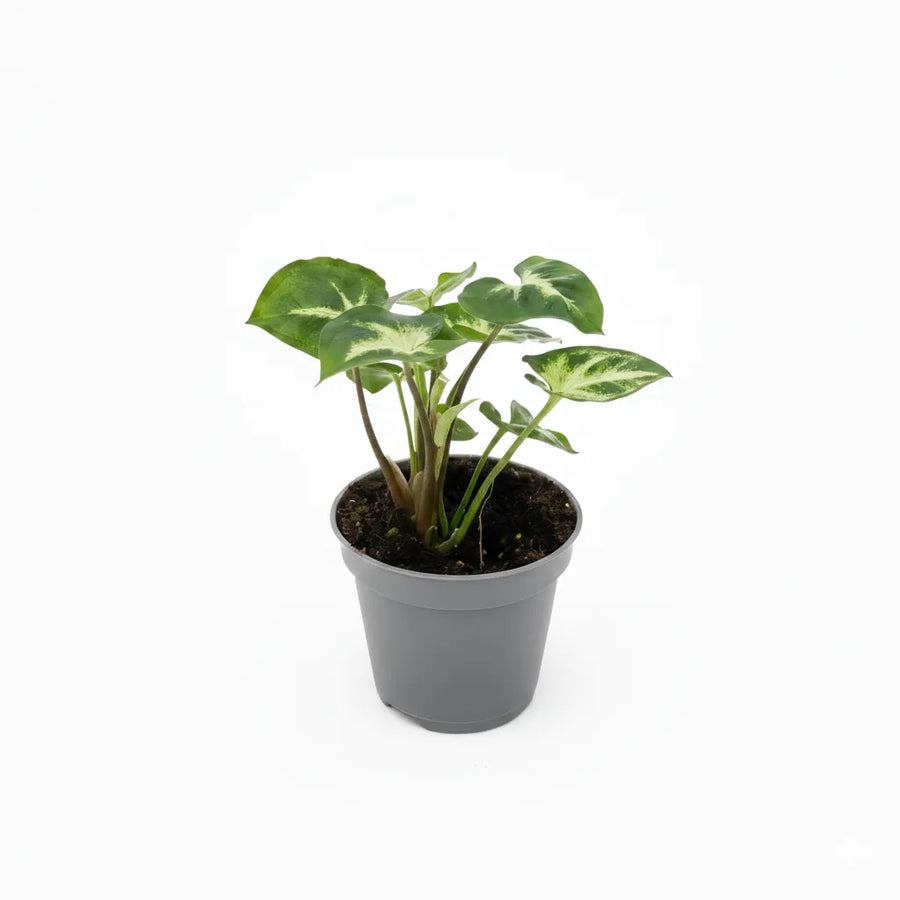Syngonium variegato pianta da interno in vaso grigio con foglie verdi e crema su sfondo bianco