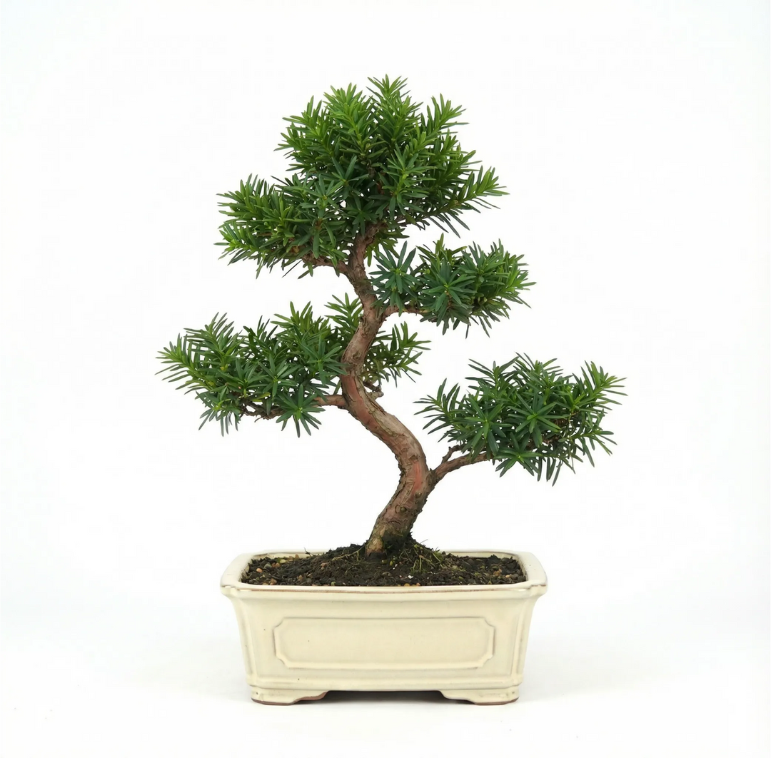 Bonsai Taxus media 9 anni - Collezione Premium