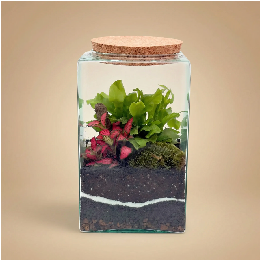Terrarium rettangolare 12x12x20 con fittonia rosa felce e muschio tappo sughero