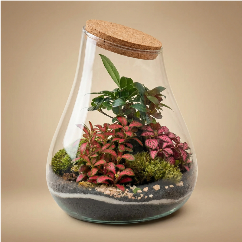 Decorazione Acquario Naturale Marimo Con Vaso In Vetro - Palla Di Muschio Giapponese Per Acquari E Centrotavola | Facile Manutenzione Piante Vive Per - 2