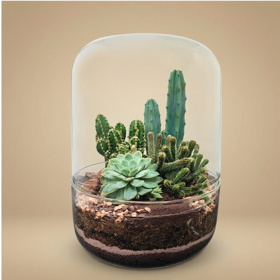 Terrarium Adele vetro cupola con cactus colonnari verdi spine gialle echeveria azzurra pietra rosa. Design cilindrico elegante botanico.