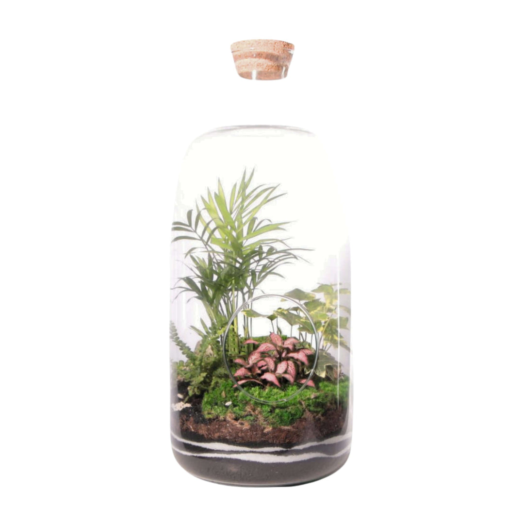 Terrarium Alba - i Giardini di Giulia