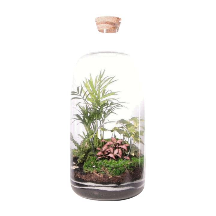 Terrarium Alba - i Giardini di Giulia