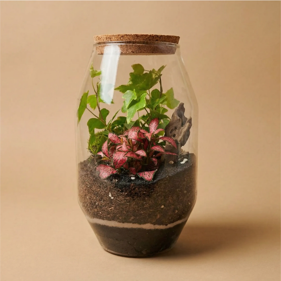 Terrarium Alessia in vetro con Fittonia rosa puntinata e piante verdi, mini giardino decorativo