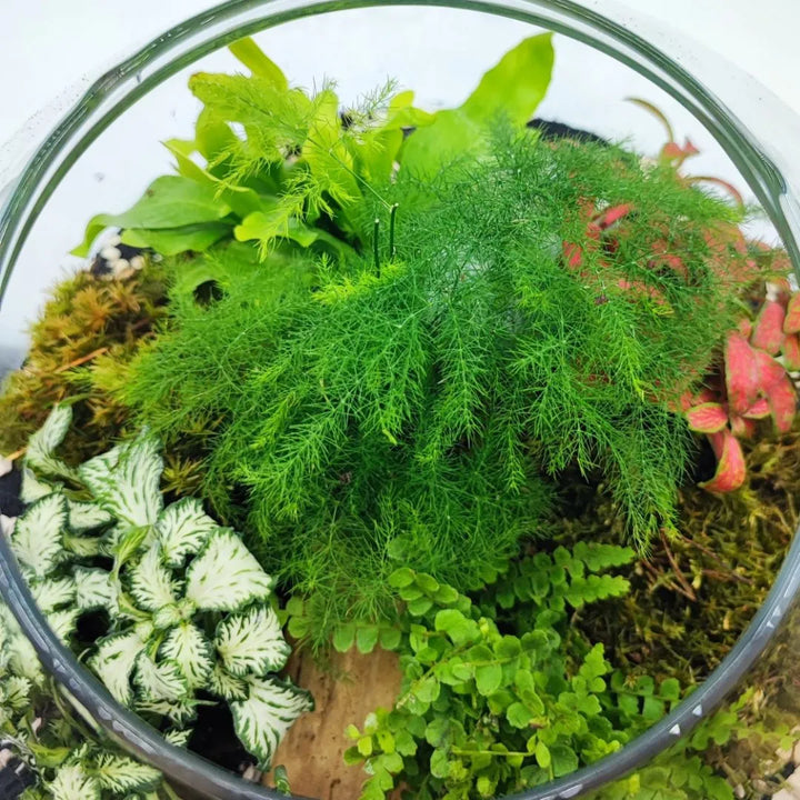  Vista dall’alto del terrarium Ariel con felci, Fittonia, muschi decorativi e piante da interno tropicali

