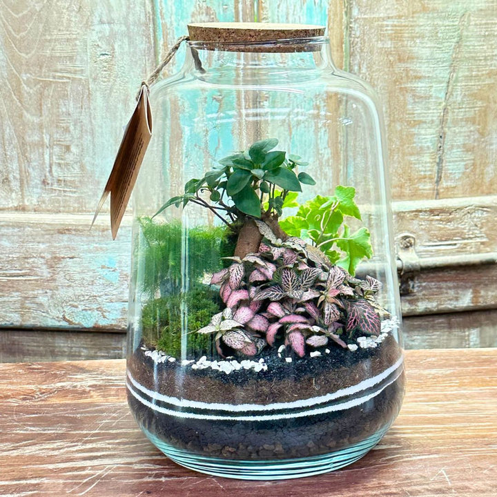 Terrarium Aurora 001 - i Giardini di Giulia