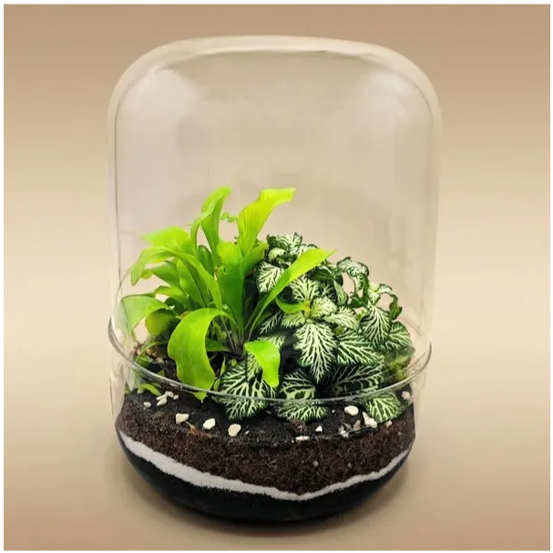 Terrarium campana vetro 13x20 con fittonia bianca piante verdi lime e sassolini
